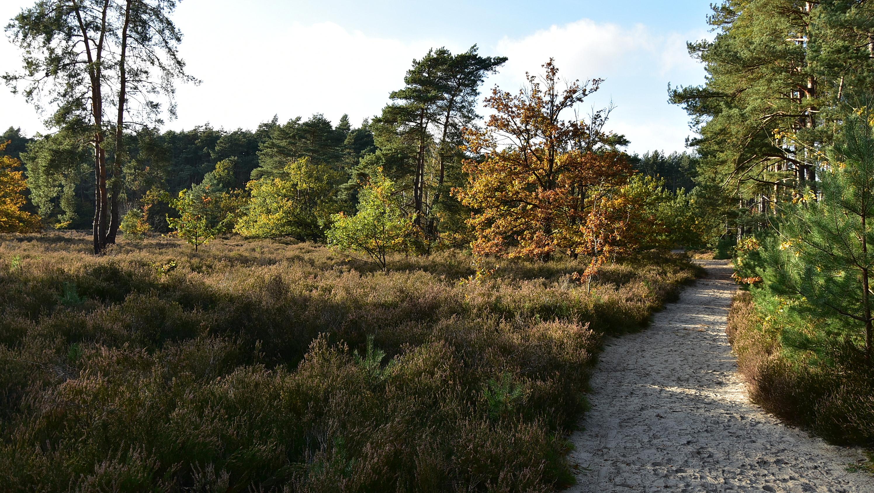 Heiderbos