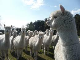 Alpacaboerderij